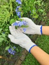 Blue flower in hand agriculturist.