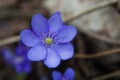 Single Liverwort flower Royalty Free Stock Photo