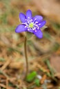 Blue flower hepatica.