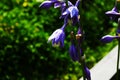 Blue flower hosta growing in the summer garden