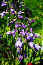 Blue flower hosta growing in the summer garden