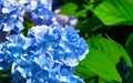 Blue flower of Hydrangeaceae Royalty Free Stock Photo