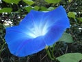 Blue flower, Ipomoea tricolor