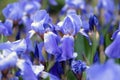 Blue flower irises close up, nature background