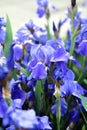 Blue flower irises close up, nature background