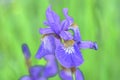 Blue flower irises- nature spring sunny background. Soft focus with bokeh