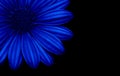 Abstract closeup of a blue flower isolated on black background Royalty Free Stock Photo