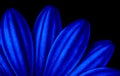 Abstract closeup of a blue flower isolated on black background Royalty Free Stock Photo