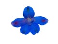 Blue Flower Isolated Royalty Free Stock Photo