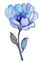 Blue flower isolated on a white background. Royalty Free Stock Photo