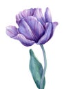 Blue Flower on an isolated white background. Watercolor illustrations. Purple tulips Royalty Free Stock Photo