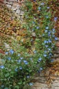 Blue flower ivy on old stone wall Royalty Free Stock Photo