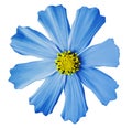 Blue flower kosmeya , white isolated background with clipping path. Closeup no shadows. yellow mid.