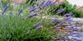 Blue flower of lavender