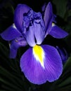 Blue flower. Lilac iris. Yellow accent on the flower. Blue iris with a yellow tinge.