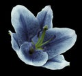 Blue flower lily on the black isolated background with clipping path. Closeup. no shadows. For design. Royalty Free Stock Photo