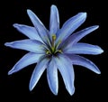 Blue flower lily on the black isolated background with clipping path no shadows. Royalty Free Stock Photo