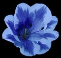 Blue flower lily on the black isolated background with clipping path no shadows. Closeup. Royalty Free Stock Photo