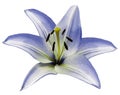 Blue flower Lily on isolated white background with clipping path. Closeup. Beautiful white-blue flower for design.