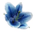 Blue flower lily on a white isolated background with clipping path. Closeup. no shadows. For design. Royalty Free Stock Photo