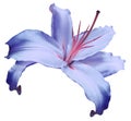 Blue flower lily on white isolated background with clipping path no shadows. Closeup. Flower for design, texture, background, f Royalty Free Stock Photo