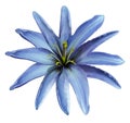 Blue flower lily on a white isolated background with clipping path no shadows. Closeup. Royalty Free Stock Photo