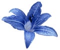 Blue flower lily on a white isolated background with clipping path no shadows. Lily after the rain with drops of water on the pe Royalty Free Stock Photo