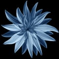 Blue flower lotus on black isolated background with clipping path. Closeup. no shadows. For design. Royalty Free Stock Photo