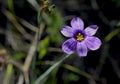 Blue flower of Lucerne Blue-Eyed Grass Royalty Free Stock Photo