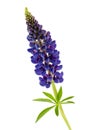 Blue flower lupine isolated