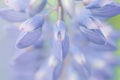 Blue flower lupine macro, close up. Blooming lupine flowers in meadow with soft colors effect and blurred background Royalty Free Stock Photo