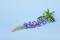 Blue flower of Lupinus, commonly known as lupin or lupine, in full bloom Royalty Free Stock Photo