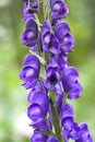 Blue flower - macro and sharp Royalty Free Stock Photo