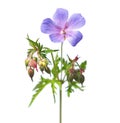 Blue flower of meadow cranesbill or meadow geranium, Geranium pratense Royalty Free Stock Photo