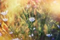 Blue flower in meadow lit by spring sunlight