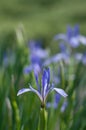 Blue flower in the middle of green grass and ant on it