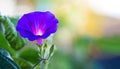 Blue flower morning glory on a blurry background. Summer flowers. Panorama. Copy space_ Royalty Free Stock Photo