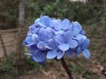 Blue flower Royalty Free Stock Photo