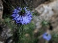 Blue flower with the name `black cumin!