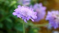 Blue flower named Scabiosa columbaria