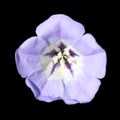 Blue flower of Nicandra physalodes or Shoo-fly plant on black background Royalty Free Stock Photo