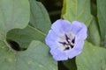 Blue flower of Nicandra physalodes or Shoo-fly plant Royalty Free Stock Photo