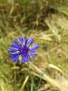 Blue flower