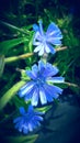 Blue flower of farm tree flower India Royalty Free Stock Photo