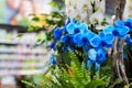 Blue flower orchid blossom floral decoration. Bright beautiful branch of a blooming orchid, Royal Blue Phalaenopsis. Chemical blue