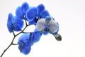 Blue flower orchid