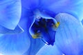 Blue flower orchid