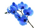 Blue flower orchid