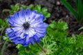 blue flower in a park by sofiero castle in helsingborg sweden Royalty Free Stock Photo