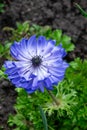 blue flower in a park by sofiero castle in helsingborg sweden Royalty Free Stock Photo